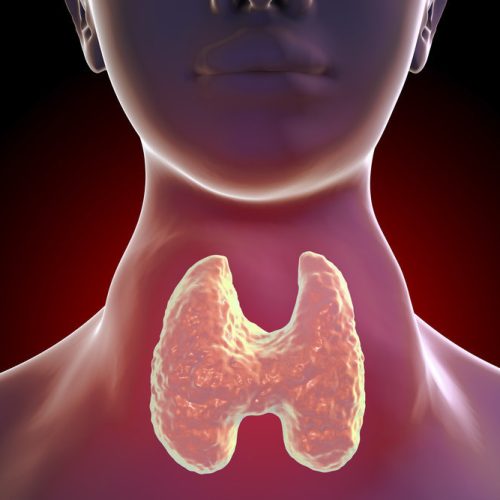 thyroid